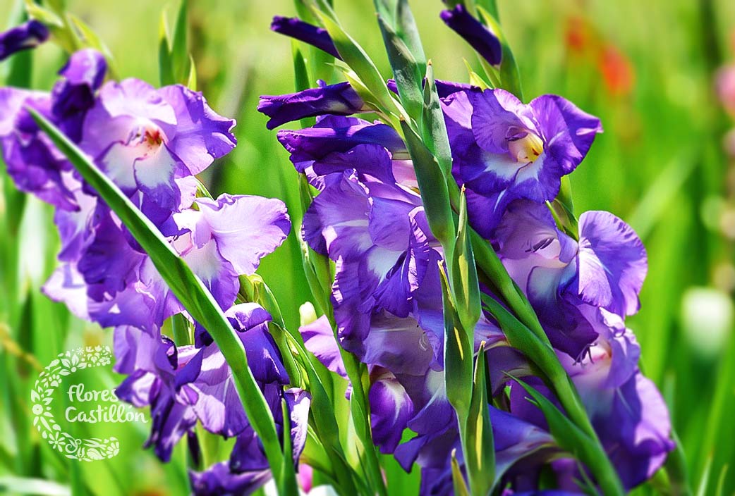 Flores para difuntos: las más usadas en Todos Los Santos | Flores Castillón