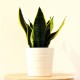 Cuidados y necesidades de la planta sansevieria