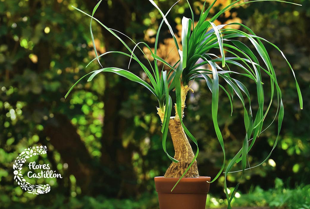 Descubre los cuidados de la planta Pata de elefante | Flores Castillón