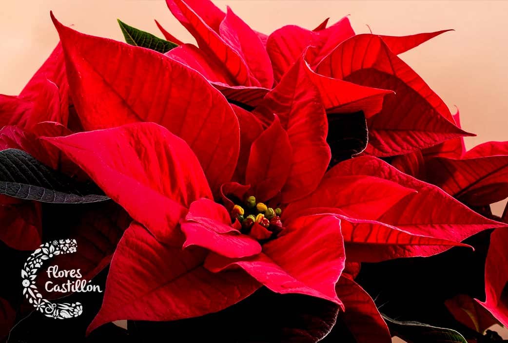 Cuáles son las mejores flores y plantas para Navidad? | Flores Castillón