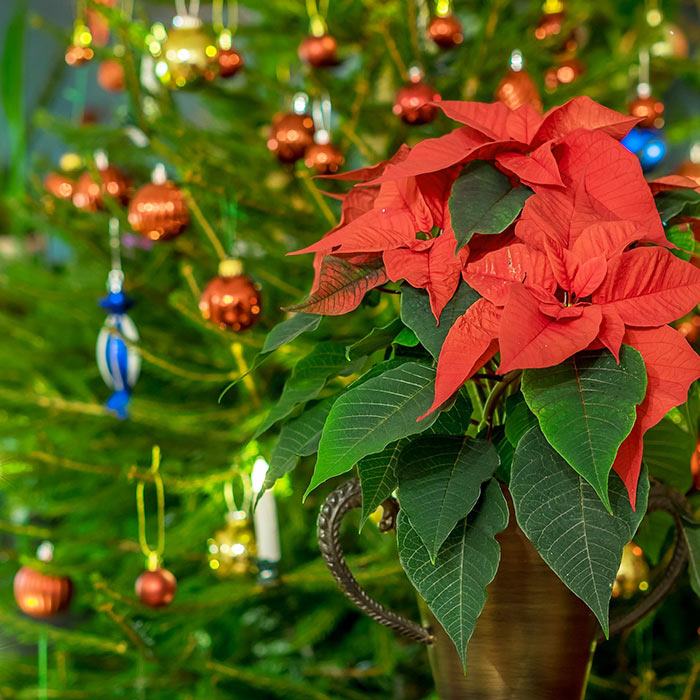 Cuáles son las mejores flores y plantas para Navidad? | Flores Castillón