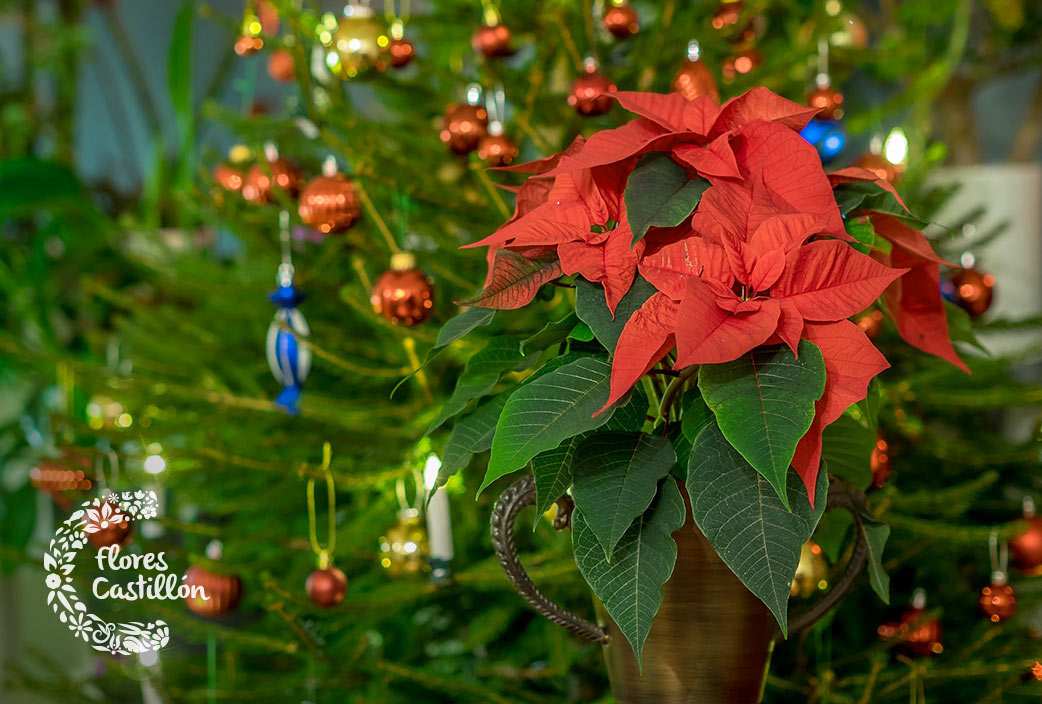 decora tu hogar con plantas en navidad