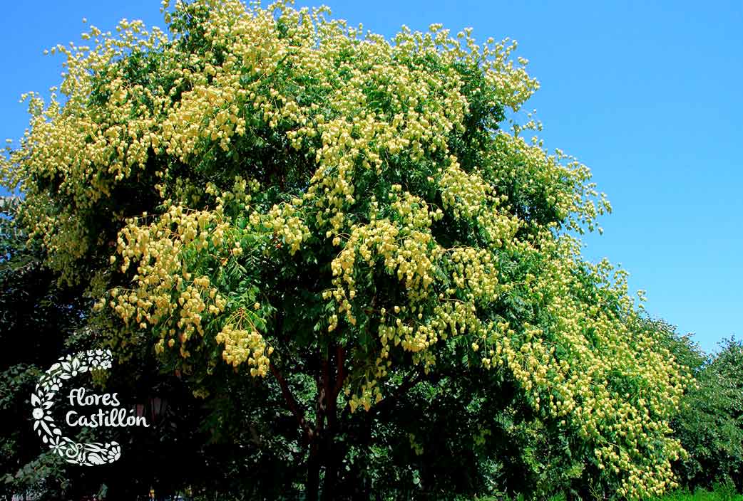 planta jabonero de la china