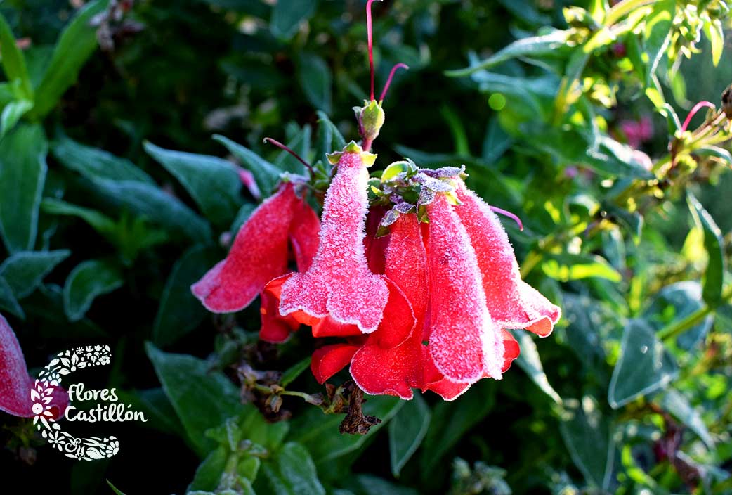 consejos para mantener el jardin contra el frio