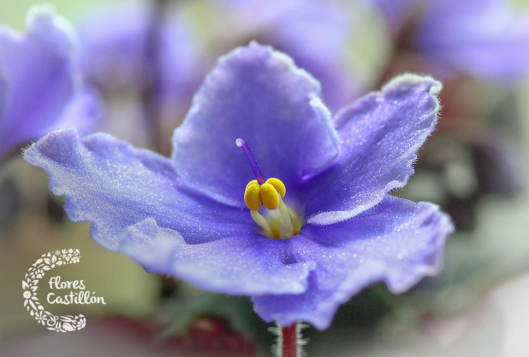 6 Plantas de interior resistentes con poca luz | Flores Castillón Garden