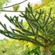 como cuidar una planta araucaria