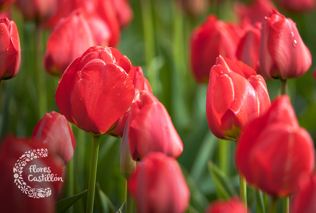 Cómo cuidar y plantar tulipanes | Flores Castillón