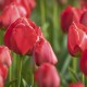 como cuidar los tulipanes