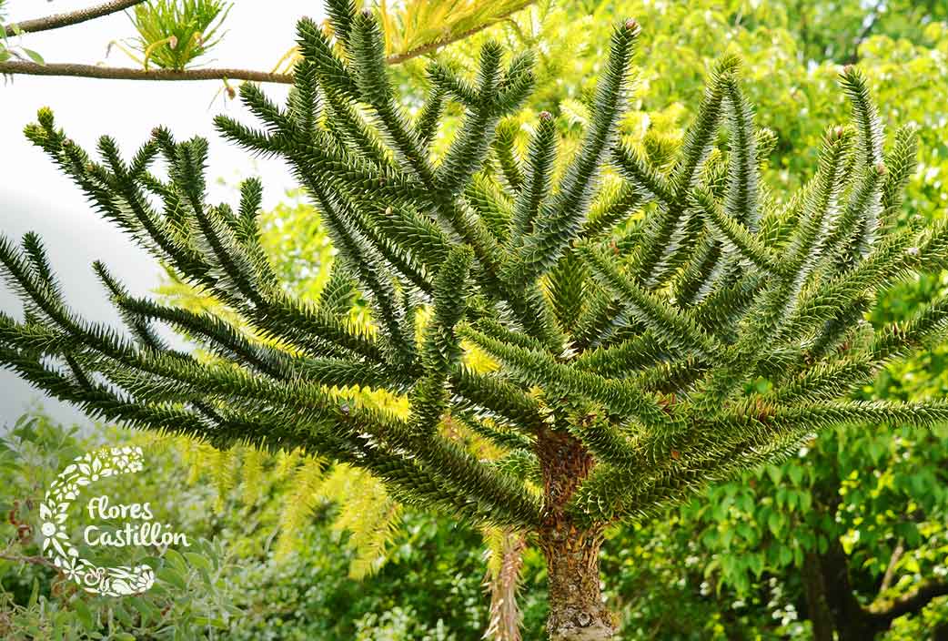 como cuidar la planta araucaria