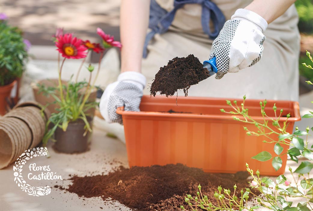 cuando deben trasplantarse las plantas