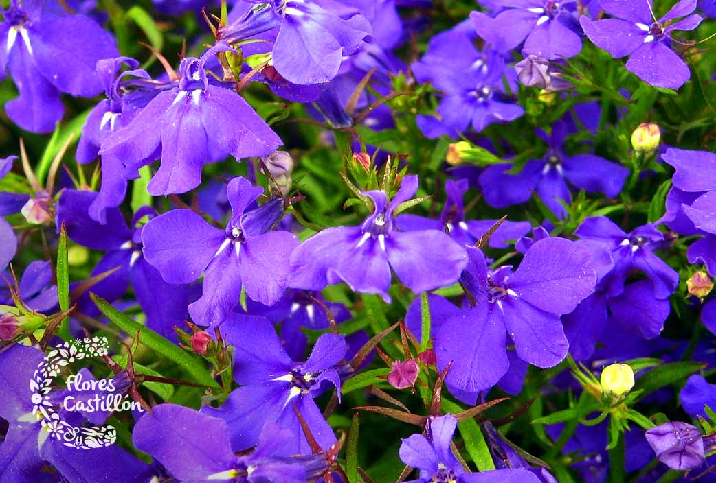 principales caracteristicas de la lobelia