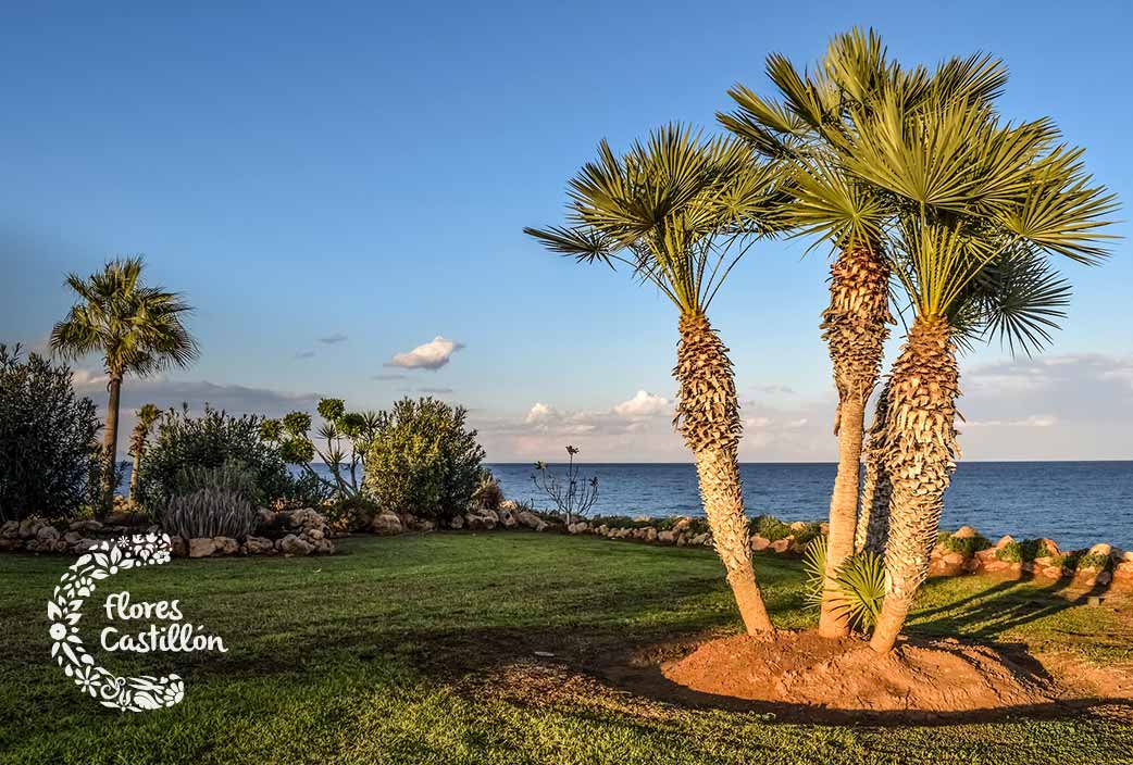 consejos para plantar una palmera en el jardin