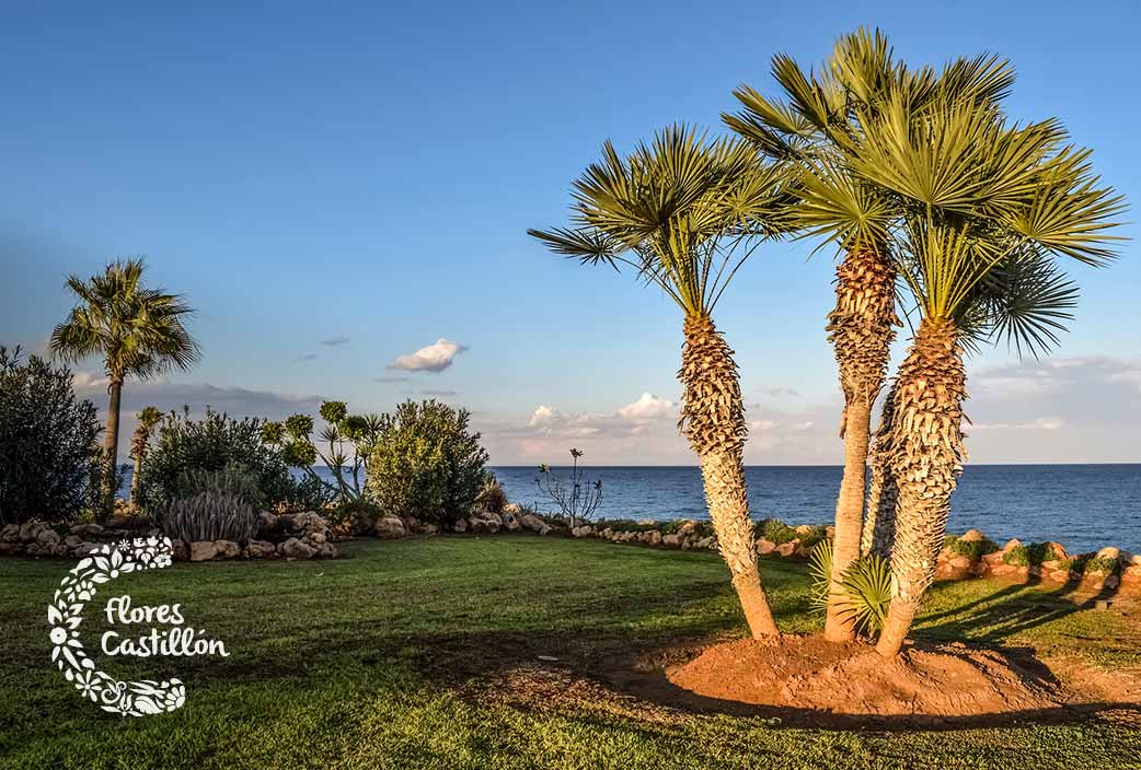 Eficacia Pase para saber peligroso Consejos para plantar palmeras en el jardín | Flores Castillón