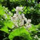 caracteristicas de la catalpa