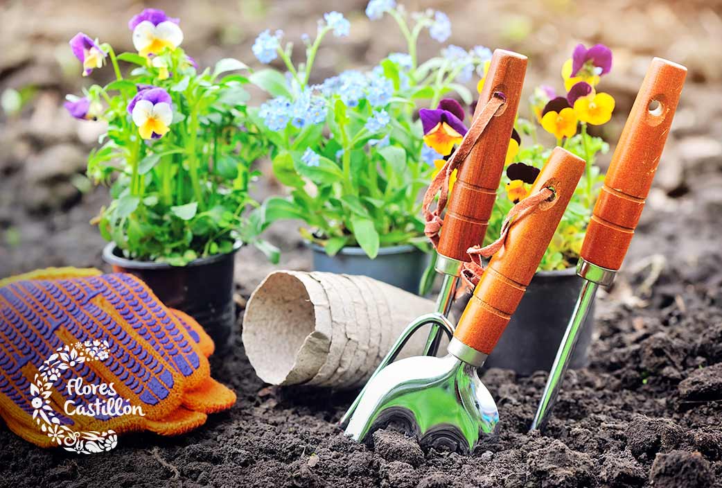 que plantas necesitan menos cuidados