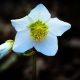 Helleborus niger