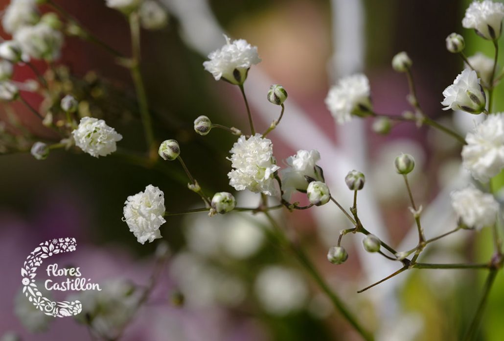 planta paniculata