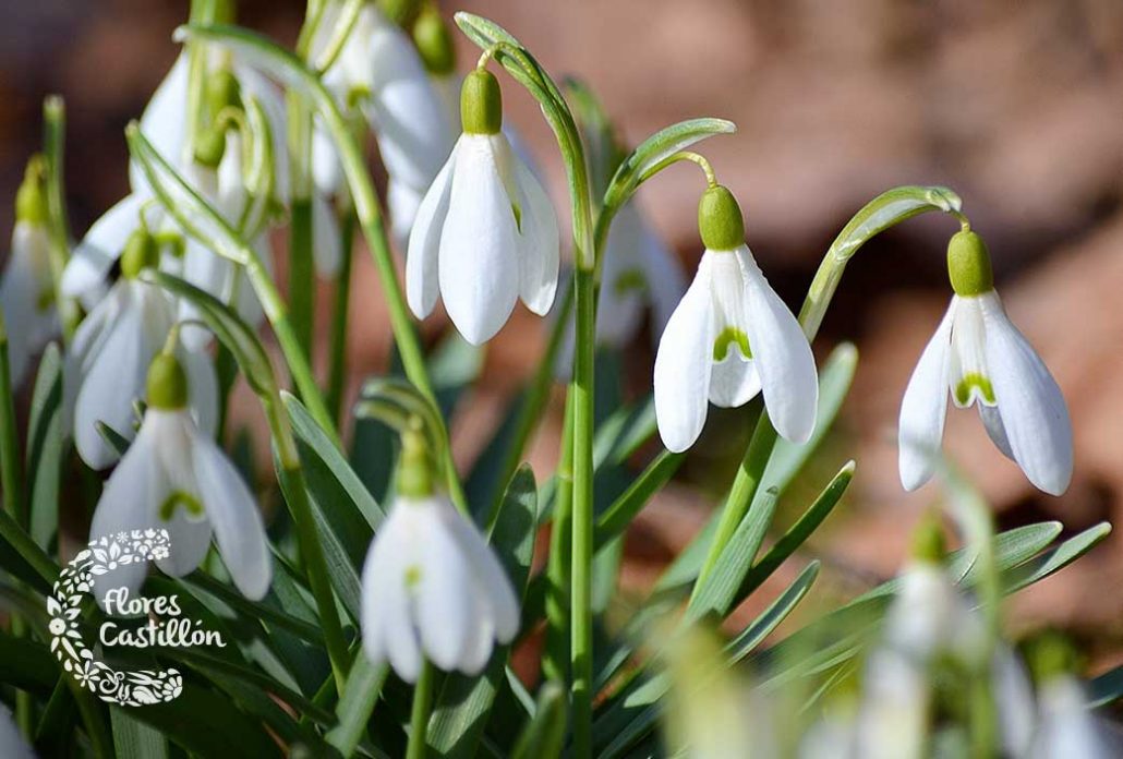 campanilla de invierno