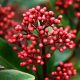 skimmia planta