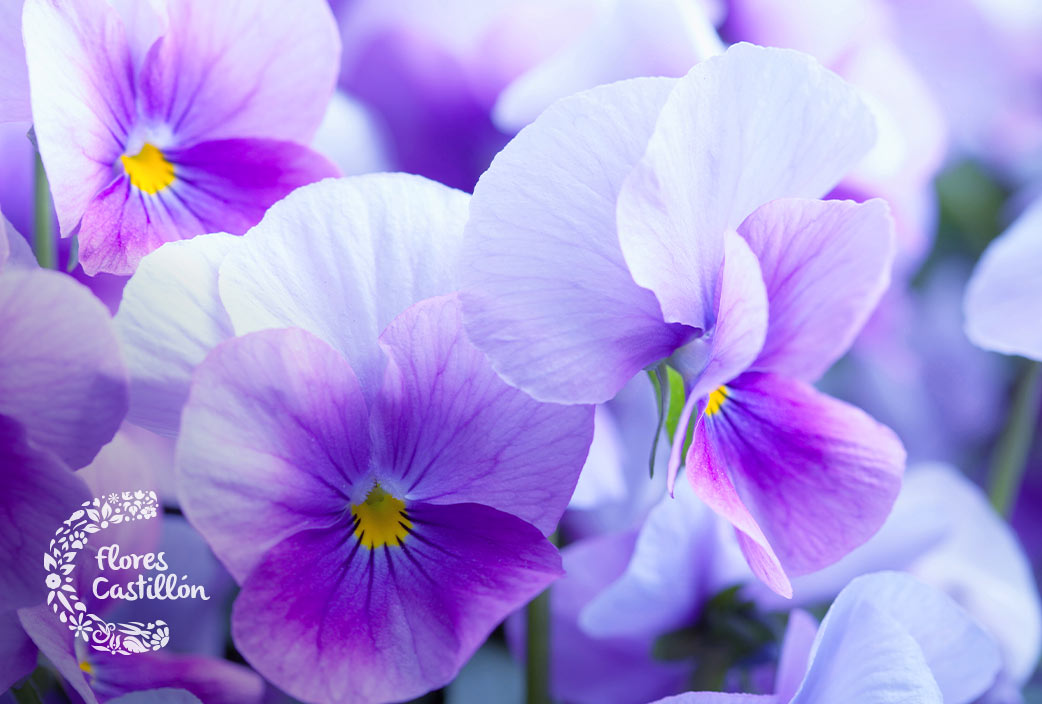 Conoce todos los detalles de la Violeta | Flores Castillon