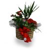 cesta de plantas para regalar