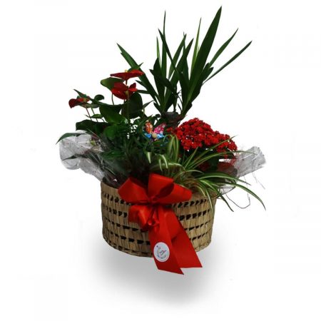 cesta de plantas para regalar