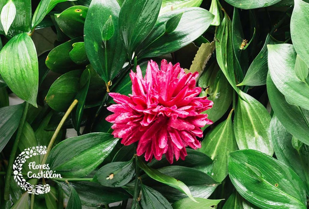 planta de julio, la dalia