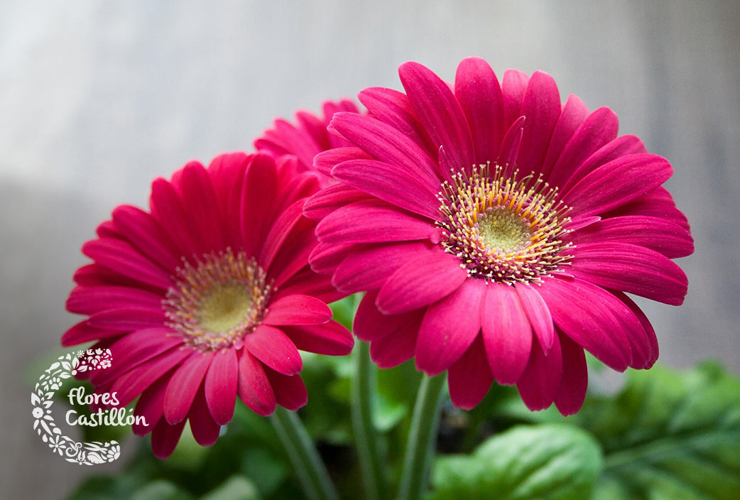 Gerbera-Todos-Los-Santos