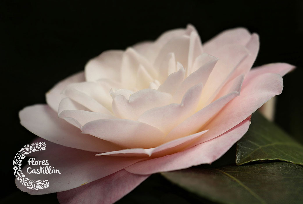 Características y cuidados de la Camelia japónica | Flores Castillón