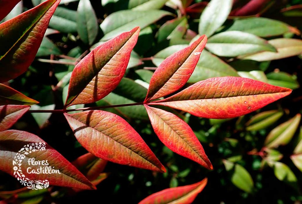 caracteristicas y cuidados de la nandina