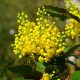 como cuidar la mahonia