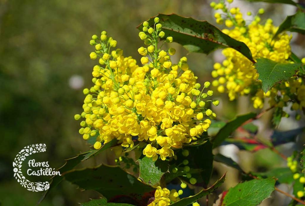 mahonia, planta del mes de febrero