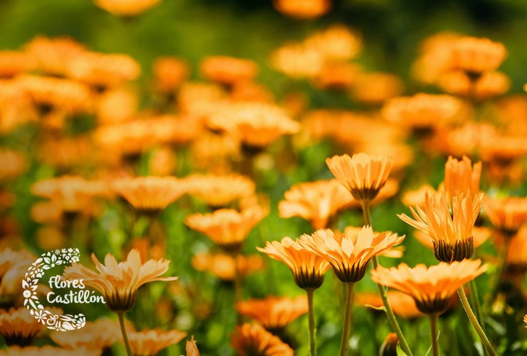 calendula