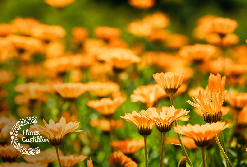 Características, cultivo y usos de la Caléndula | Flores Castillón
