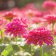 curiosidades de la gerbera