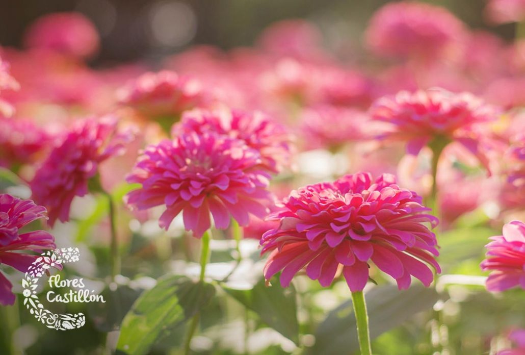 cuidados de la gerbera