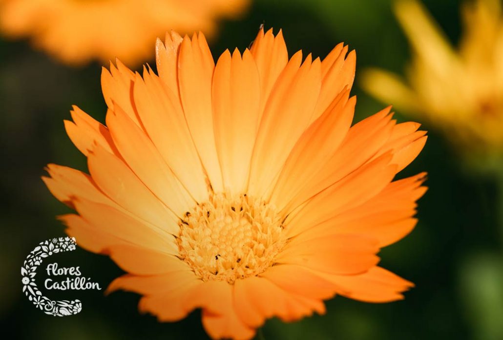 calendula