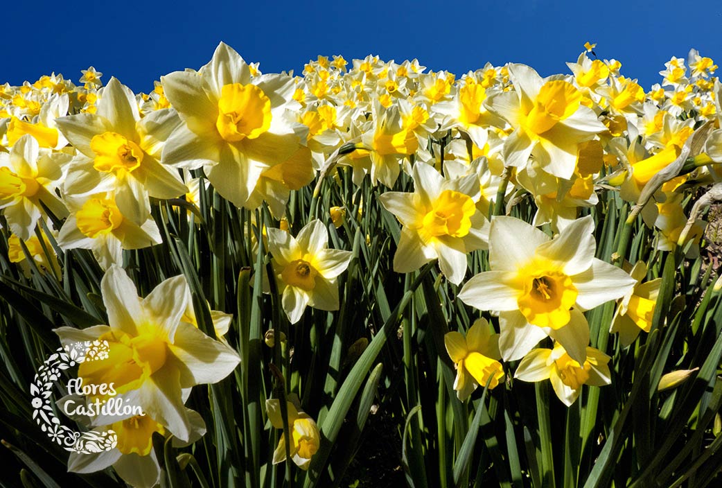 Narciso: características, cultivo y tipos | Flores Castillón