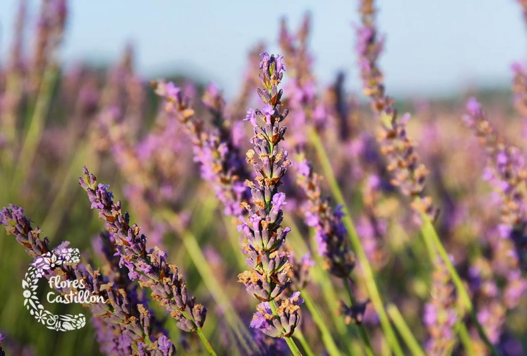 lavanda