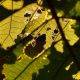 principales plagas de verano en el jardin