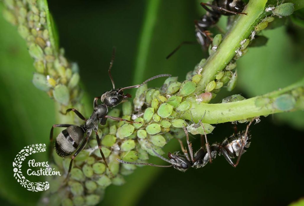 plaga de hormigas en el jardin