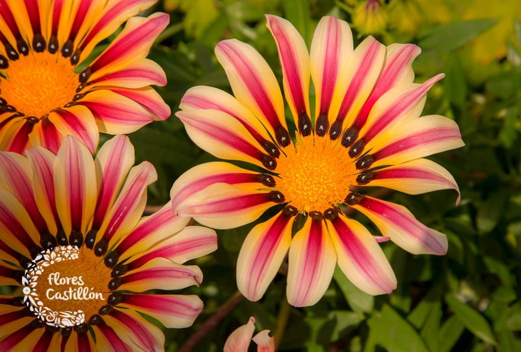 cuidados de la gazania