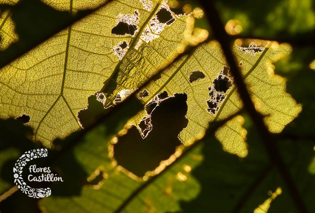 eliminar plagas de verano en el jardin