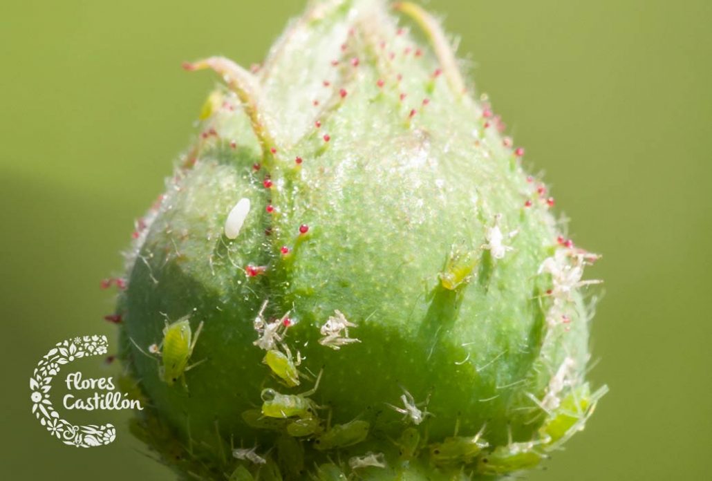 pulgon en las plantas del jardin