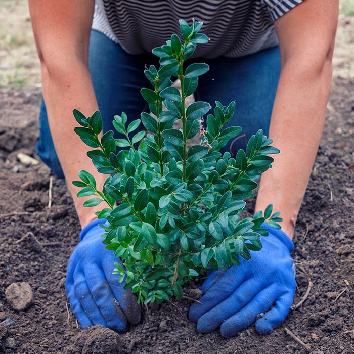 Arboles Pequeños De Hoja Perenne