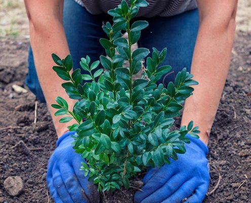 arboles pequeños de hoja caduca perfectos para tu jardin