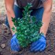 arboles pequeños de hoja caduca perfectos para tu jardin