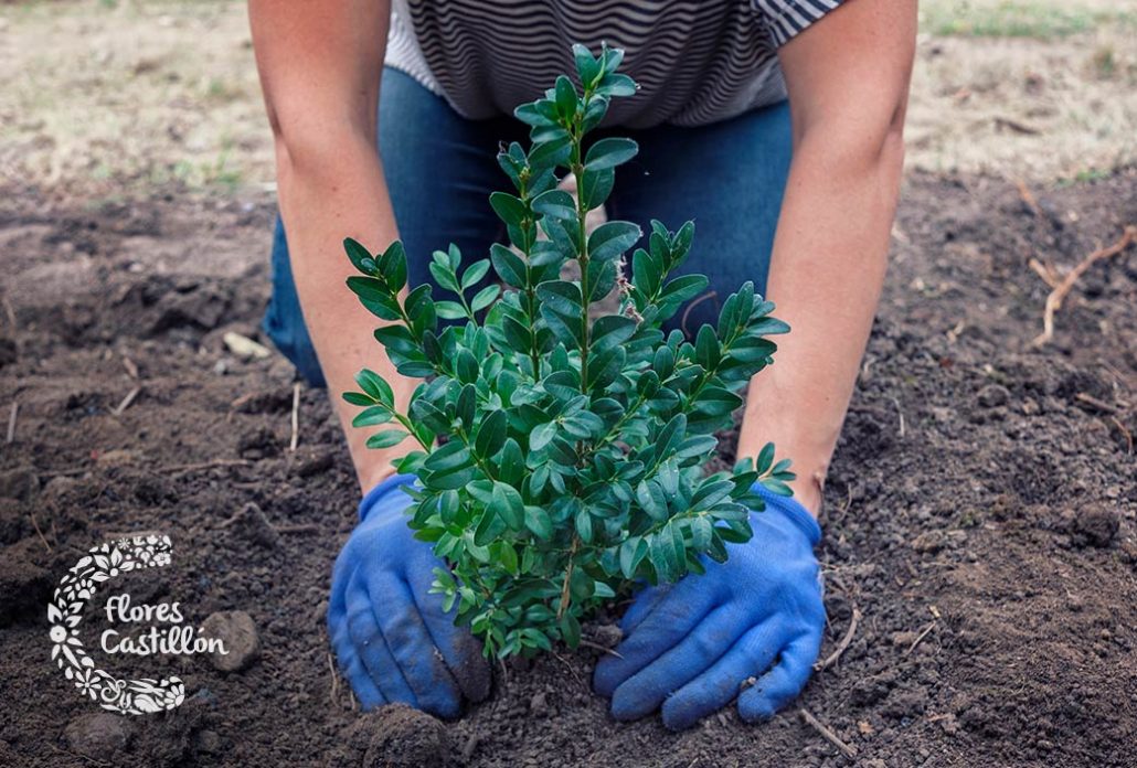 tipos de arboles para jardines pequeños