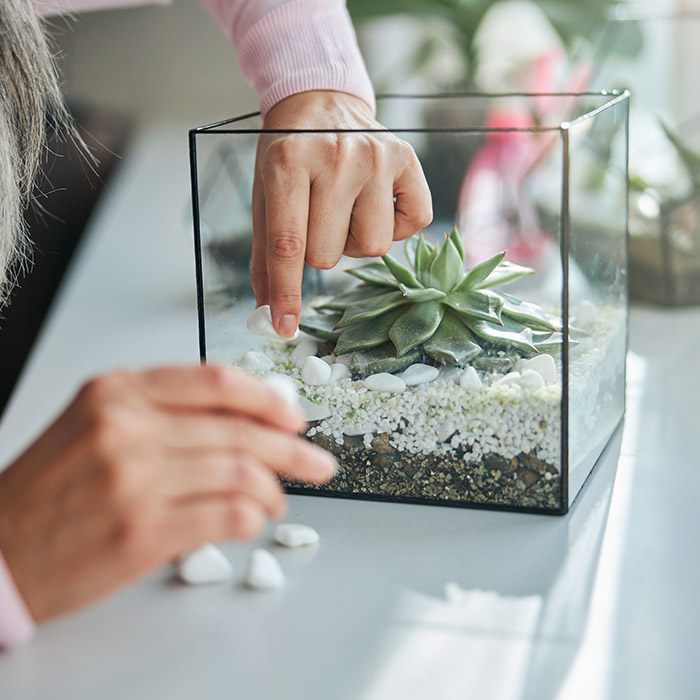 Poner Cerveza promedio Cómo hacer un terrario de plantas? | Flores Castillón