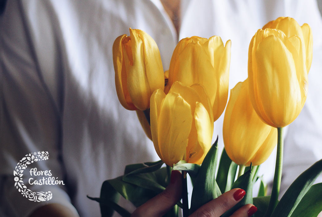 Qué significa el color de los tulipanes? | Flores Castillon Qué significa el color de los tulipanes? | Flores Castillon